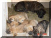 Great Dane Puppies , Great Danes for Sale , Great Dane Breeders